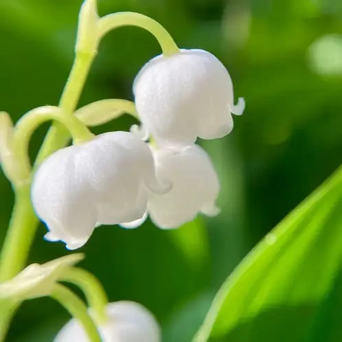 Аромоолія для свічок Конвалія (CandleScience Muguet Element)