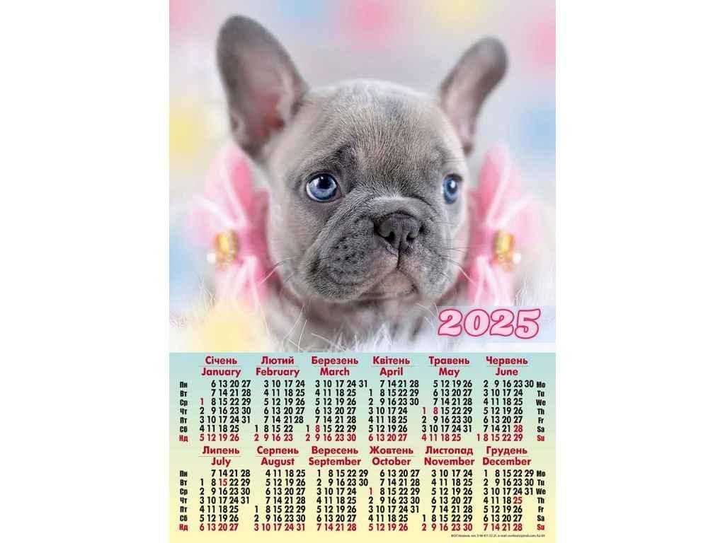 Календар настінний плакат А2 (Французкий бульдог) 2025р. А-09 ТМ Україна