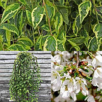 Саджанці сакури на штамбі Pendula "Frilly Frock"