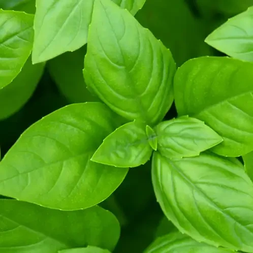 Аромоолія для свічок Базилік (CandleScience Basil Element)