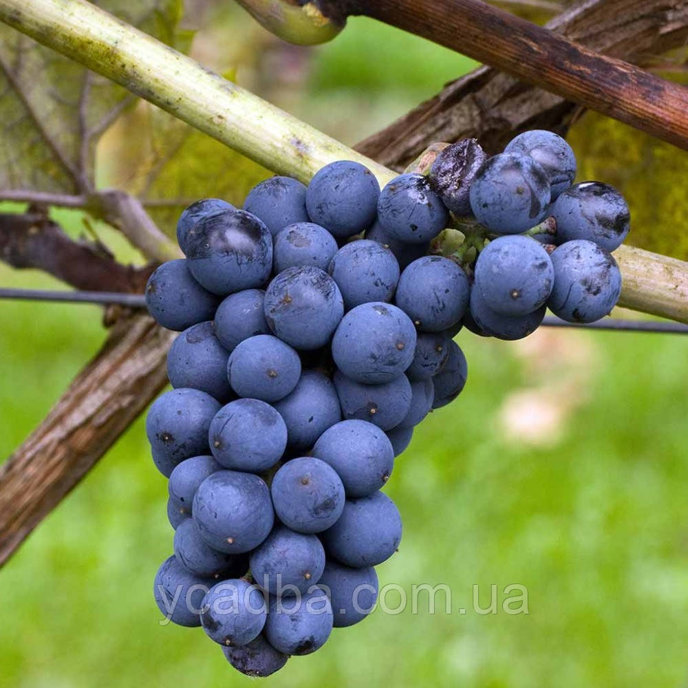 Виноград винний Леон Мійо (ранній), фото 1