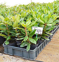 Фотозвіт із розсадника 25 вересня 2024