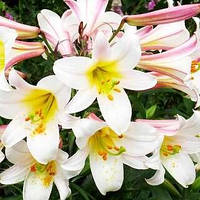 Лілія королівська Regale Album розмір XL