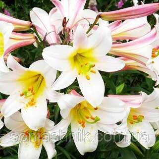 Лілія королівська Regale Album розмір XL, фото 1