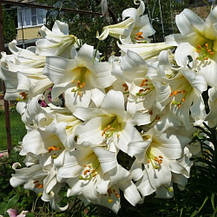 Лілія королівська Regale Album розмір XL, фото 4