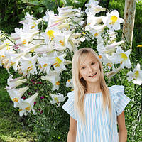 Лілія королівська Regale Album розмір L