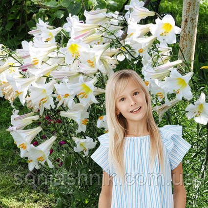 Лілія королівська Regale Album розмір L, фото 1