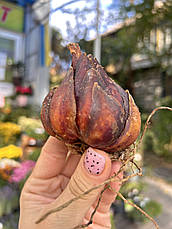 Лілія королівська Regale Album розмір XL, фото 3