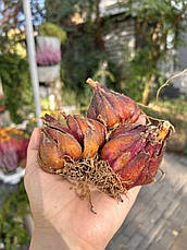 Лілія королівська Regale Album розмір XL, фото 2