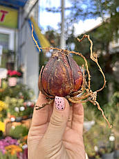 Лілія королівська Regale Album розмір М, фото 2