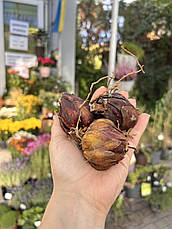 Лілія королівська Regale Album розмір М, фото 3