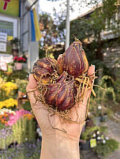 Лілія королівська Regale Album розмір L, фото 2