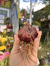 Лілія королівська Regale Album розмір L, фото 3