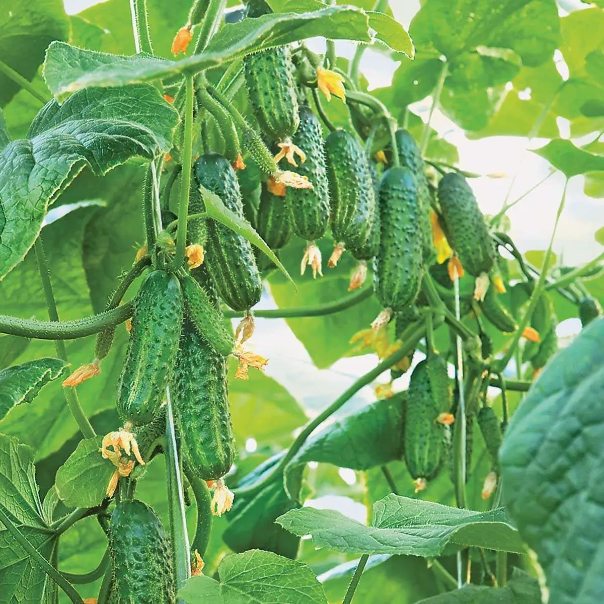 Насіння огірок Еколь 100 шт. Syngenta