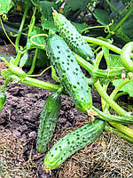 Набір "Стресостійкі та врожайні огірки"