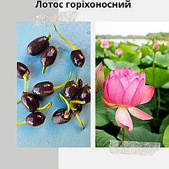 Насіння пророщене водяної лілії (лотоса) 1 шт.