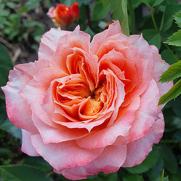 Танжерін Стрімс (Tangerine Streams)