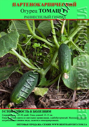 Насіння огірка "Томаш F1" 50 г (партенокарпічний)