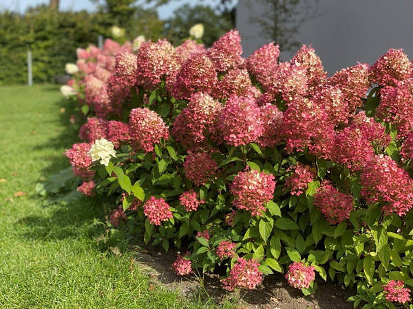 Купить Гортензія волотиста Пінкачу /Hydrangea paniculata