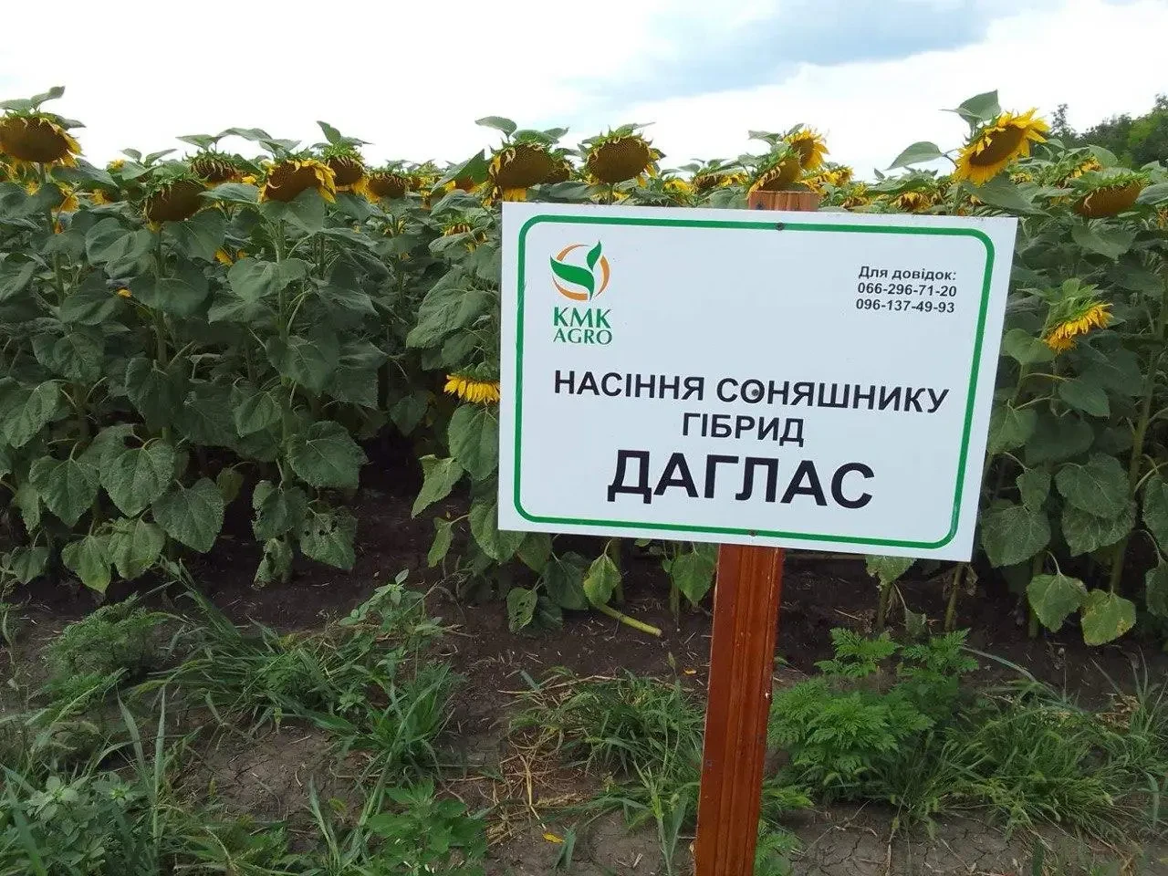 Насіння соняшнику гібрид ДАГЛАС