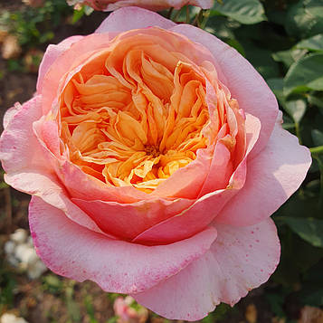 Вікторіан Сікрет (Victorian Secret)