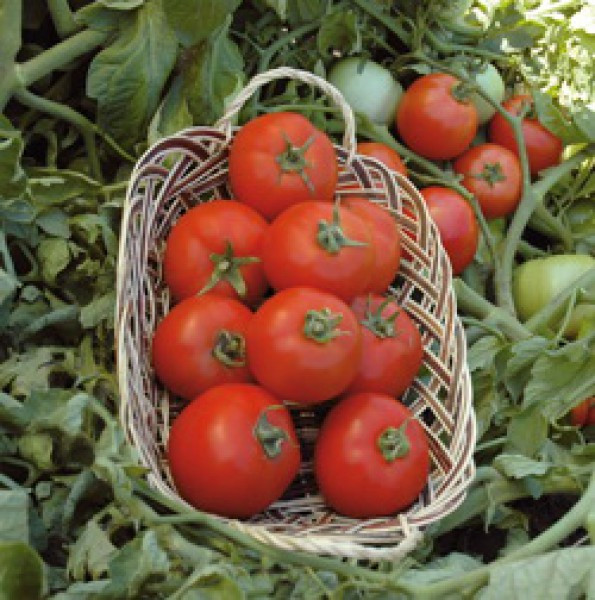 Низкорослые томаты Полбиг F1 крупноплодный гибрид томата для открытого грунта с плодами без зеленых пятен - фото 1 - id-p357664880