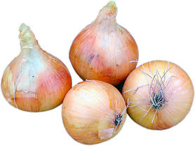 Цибуля сіянка Геркулес (Дайтона) 500 г фракція 10/21 BROER