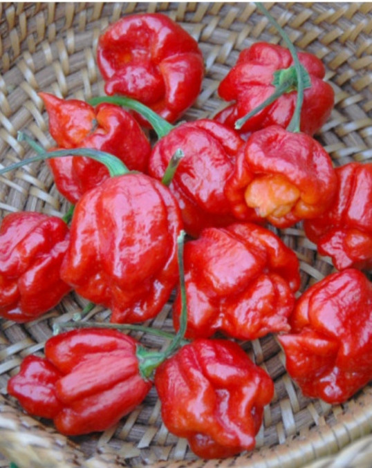 Насіння гострого перцю Trinidad Moruga Scorpion Red cordy Скорпіон 5 штук