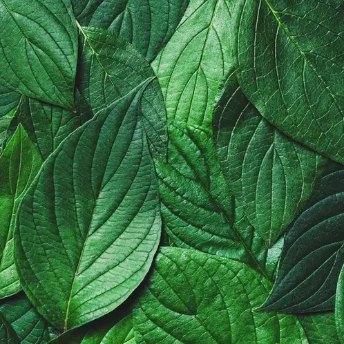 Аромоолія для свічок Зелене листя (CandleScience Green Leaves Element)