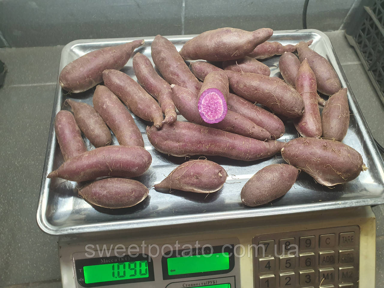 Батат дрібний із фіолетовою м'якотю 💜🍠