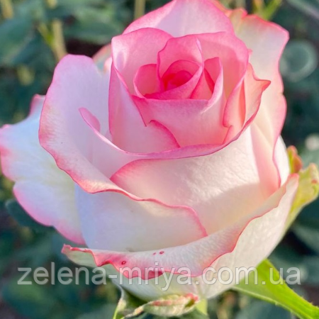 Троянда чайно-гібридна Вальс де Мейян, фото 1