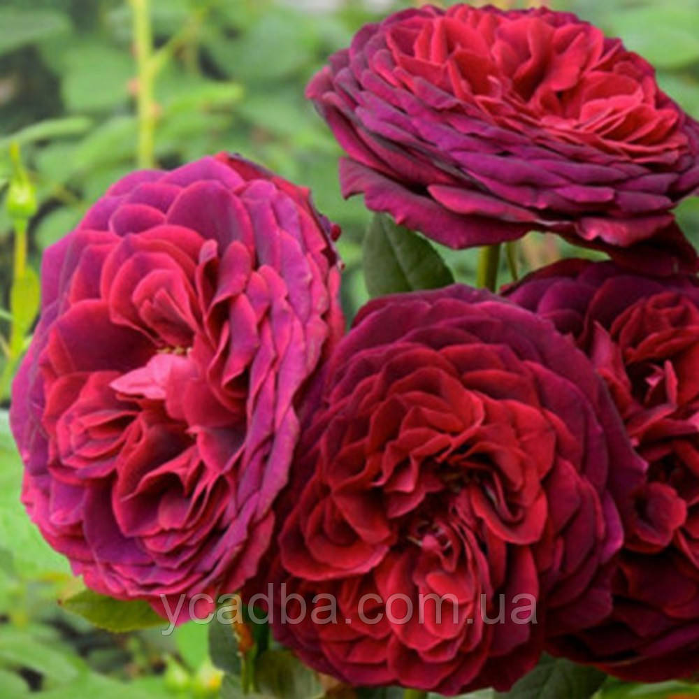 Троянда шраб Дінки (тубус), фото 1