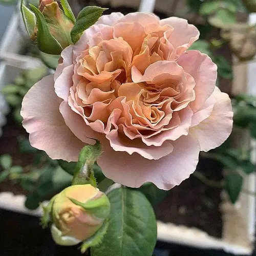 Роза чайно-гібридна Кава Латте (тубус), фото 1