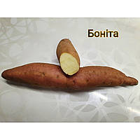 Сортовий батат Боніта із білою м'якотю 🤍🍠