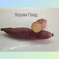 Сортовий батат із білою м'якотю 🤍🍠 сорт Корея Голд