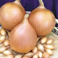 Цибуля сівок 0,5 кг (тиканка, саджанка) Центуріон 10/21, Голандія