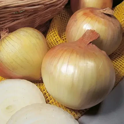 Цибуля сіянка озима 1 кг (тиканка, саджанка) Сеншуй 8/21 Голландія