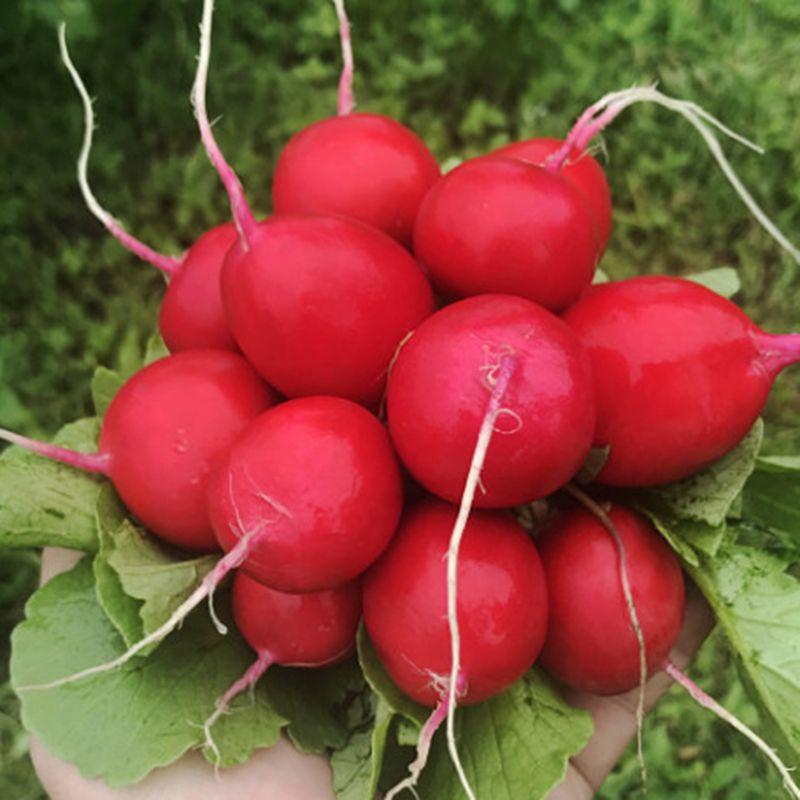 Саріта F1 (10 000 нас.) фр. 3,0-3,25 насіння редису Enza Zaden, фото 1