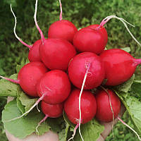 Саріта F1 (10 000 нас.) фр. 3,0-3,25 насіння редису Enza Zaden