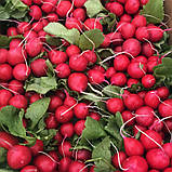 Саріта F1 (10 000 нас.) фр. 3,0-3,25 насіння редису Enza Zaden, фото 2