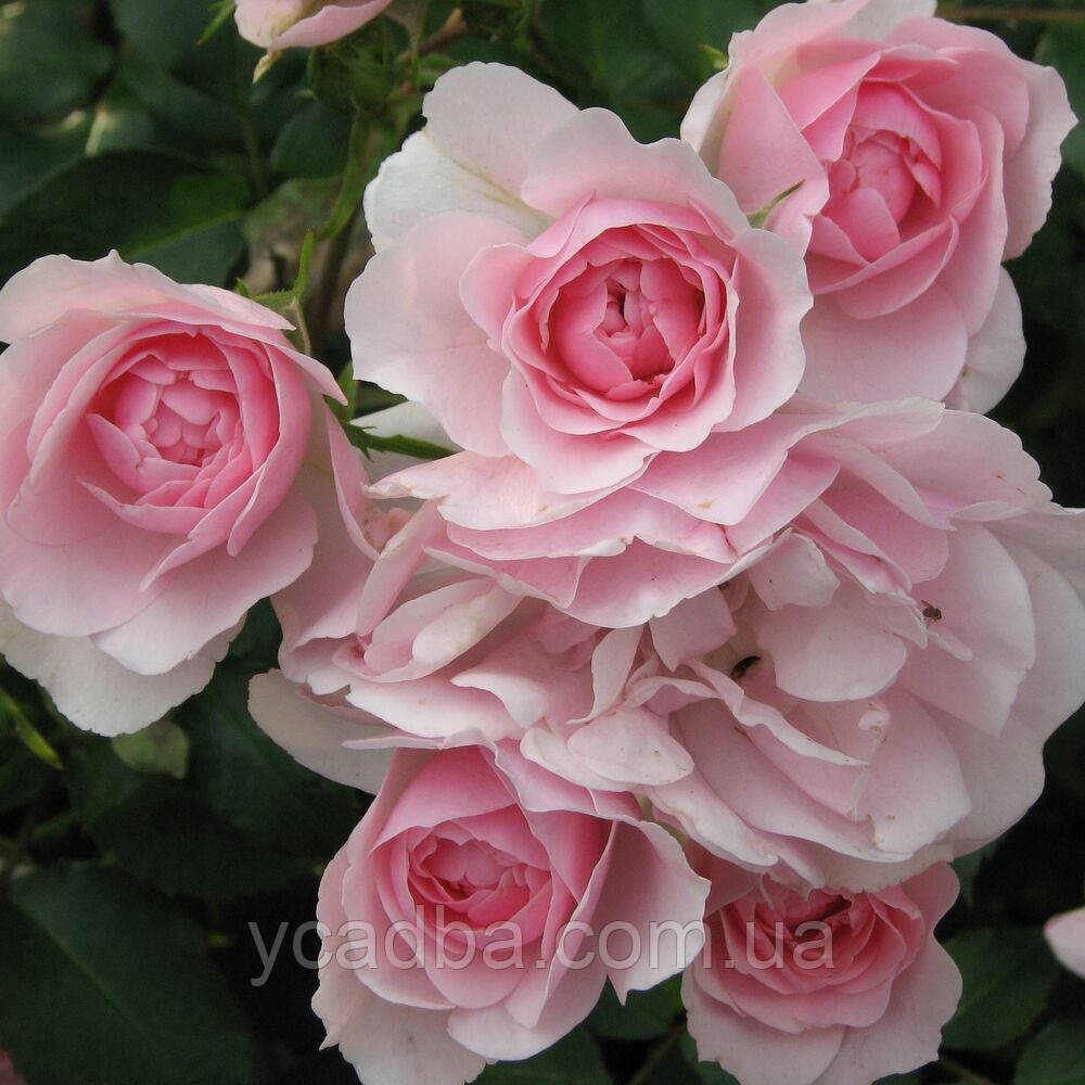 Троянда спрей шраб Роял Боніка (тубус), фото 1