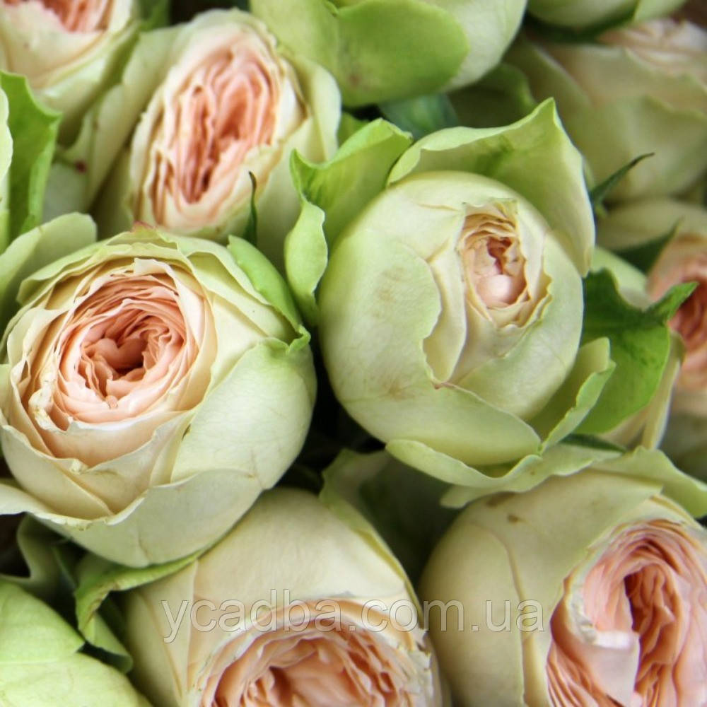 Троянда спрей Павлова (тубус), фото 1