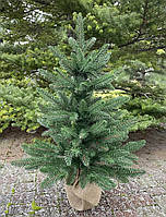 Ялинка у горщику 70 см лита зелена Classic Hvoya