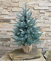 Ялинка у горщику 70 см лита блакитна Classic Hvoya