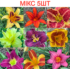 Лілейники баготорічні різнокольорові МІКС 5шт саджанці