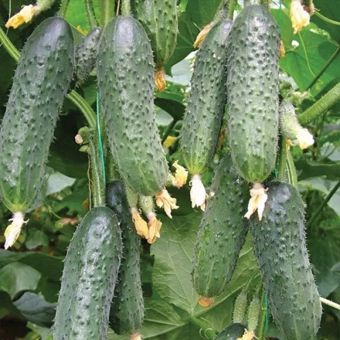 Капрікорн F1 (500 нас.) насіння огірка Yuksel seeds