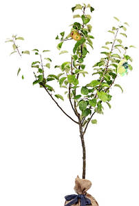 3-РІЧНІ САДЖАНЦІ ПЛОДОВИХ ДЕРЕВ