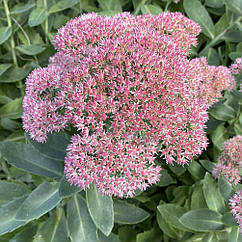 Очиток седум видний 'Неон' рожевий, саджанці