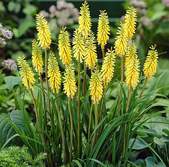 Кніфофія жовта кореневища 1шт.