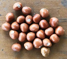 Клекачка периста. Насіння. Цена за 25 штук.